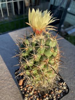Coryphantha cornifera